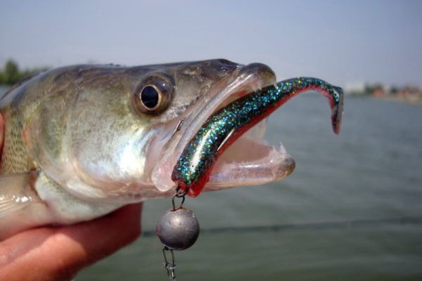 Поведение судака в июне-июле и приманки для него