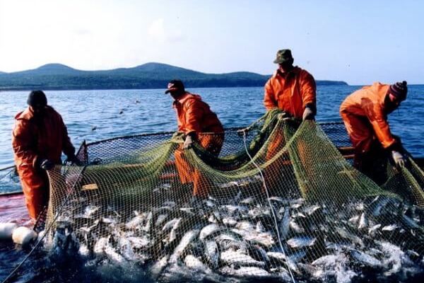 Вылов рыбы за 9 месяцев