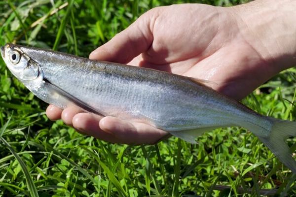Поиск чехони и рыбалка на нее в августе