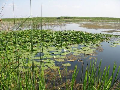 Озеро Кагул, Одесская область