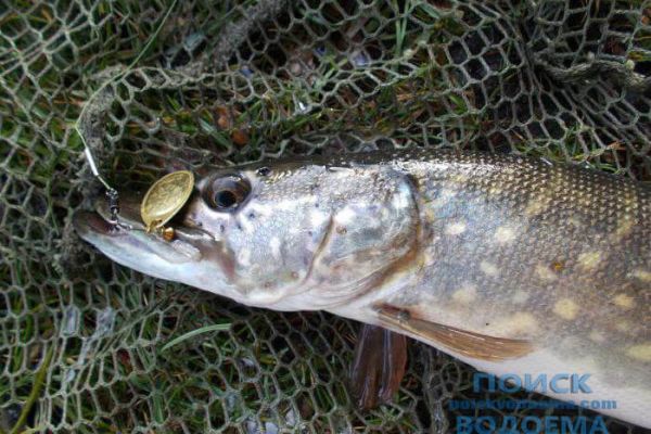 Поведение щуки в конце октября. Средства рыбалки.