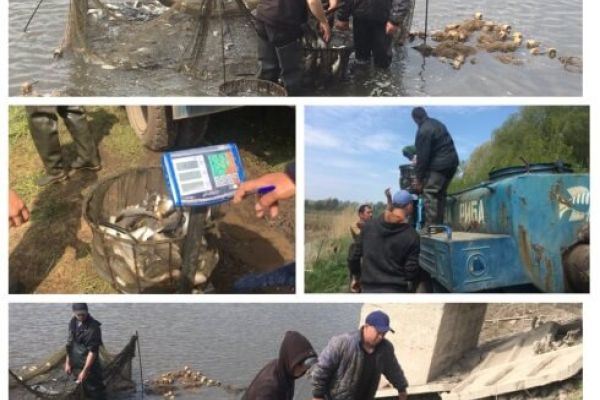 В стал Севериновский вселили 6 173 экз. толстолобик