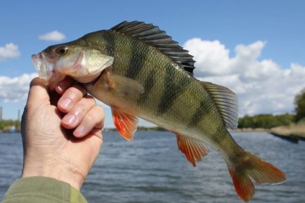 А что вы знаете про окуня?