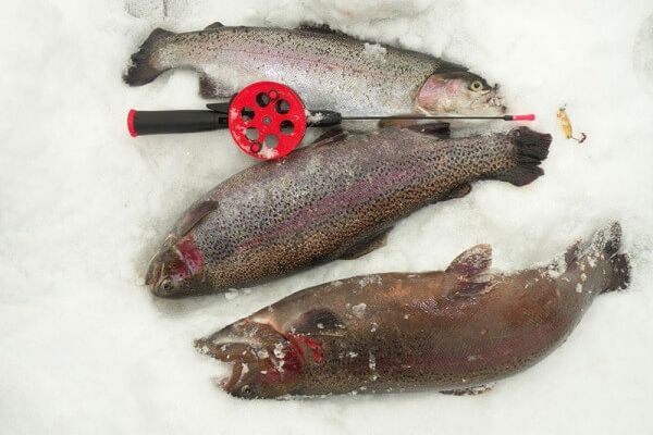 27.01.2018г., 1-й тур "VIII" Чемпионата Русфишинга по зимней ловле ФОРЕЛИ 2018