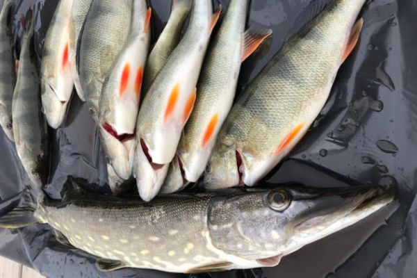 Семь основных правил при выборе свежей рыбы