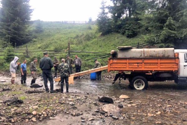 В реки Прут, Черемош и их притоки выпустили 135 тыс. экз. мальков ручьевой форели