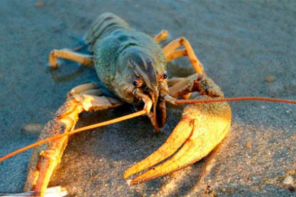 Запрет на ловлю раков