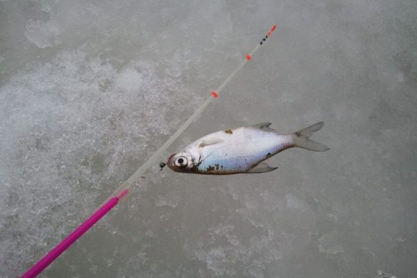 Вылов густеры по первому льду