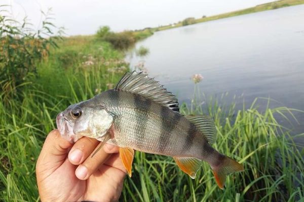 Рыбалка на окуня в начале осени