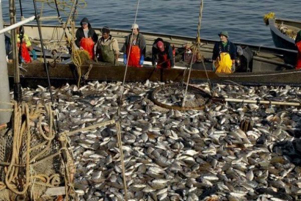 Главные события рыбной отрасли за неделю