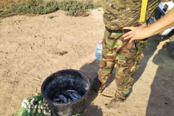 Нарушители выловили кефали-остроносая - Черноморское бассейновое управление