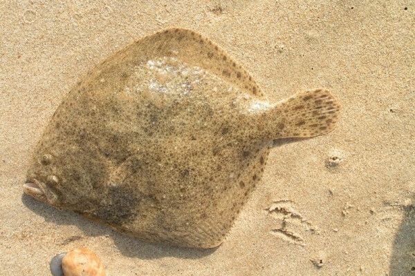 Контроль за осуществлением промысла калкана в Черном море