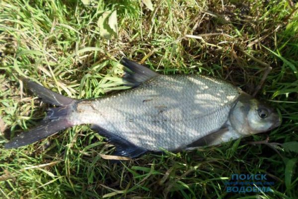 Подлещик на фидер в конце осени