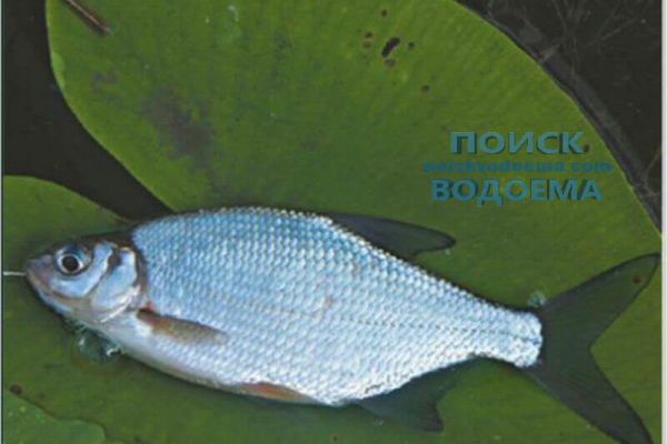 Поведение густеры в середине сентября и рыбаки средства на нее