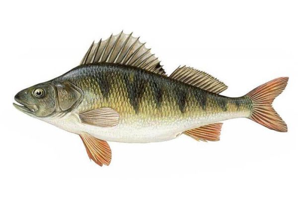 Окунь обыкновенный