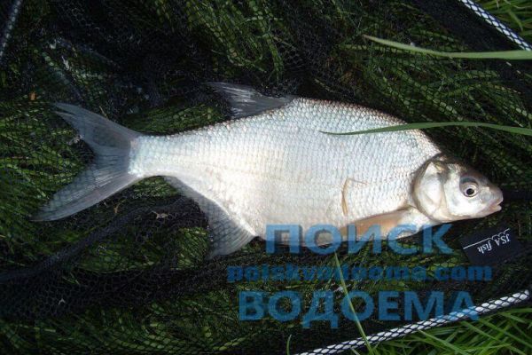 Рыбалка на леща в сентябре. Повадки рыбы.