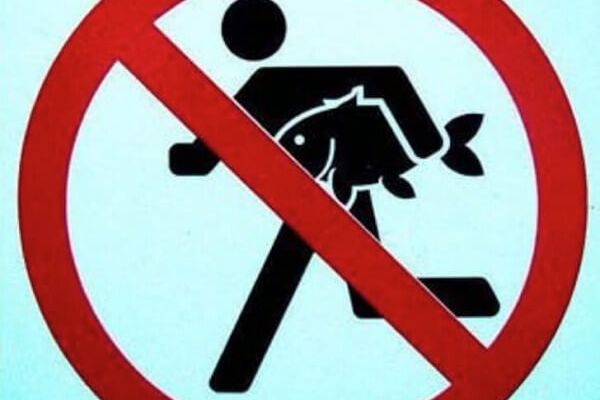 на Каховском водохранилище приостановлен промышленный лов сазана