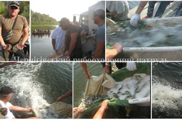 Два этапа зарыбления р. Десна на Черниговщине
