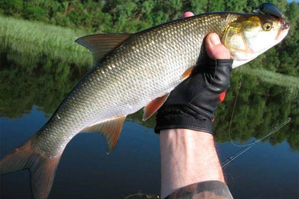 Ловим жереха в июне