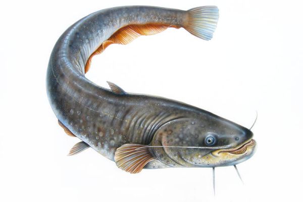 Сом европейский