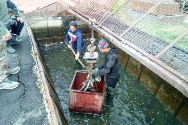 В Звенигородское водохранилище вселено почти 4 тонны рыбы, - Черкасский рыбоохранный патруль