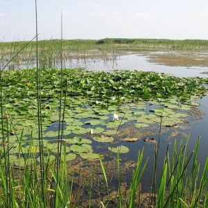 Озеро Кагул, Одесская область