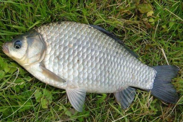 Рыбалка на карася в августе