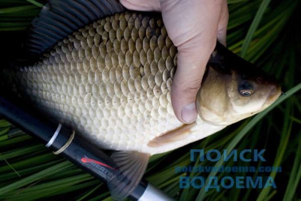 Рыбалка на карася на поплавок в первой половине осени