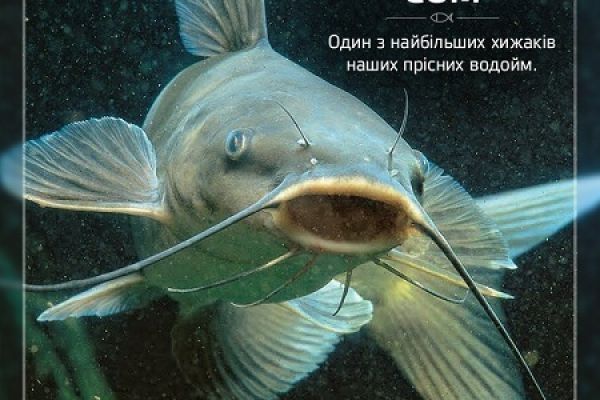 А что вы знаете о соме обыкновенном или европейском?