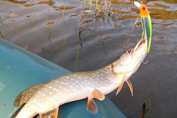 Рыбалка на щуку в конце августа