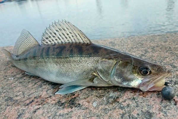  Судак обыкновенный - кто он?