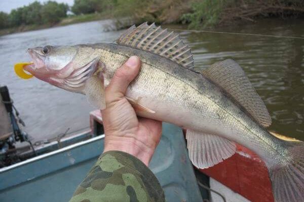 Судак в декабре