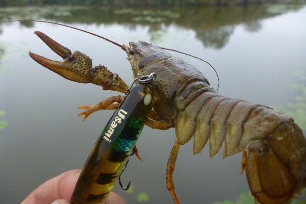 Интересные факты о раках