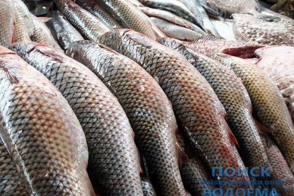 Как пиленгас появился в Азово-черноморском бассейне