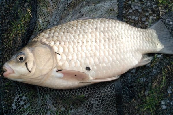 Рыбалка на карася в преддверии мая