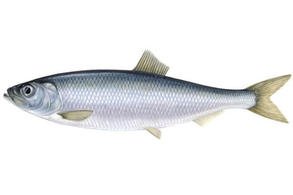 Остановлено специальное использование сельди в связи с освоением лимитов