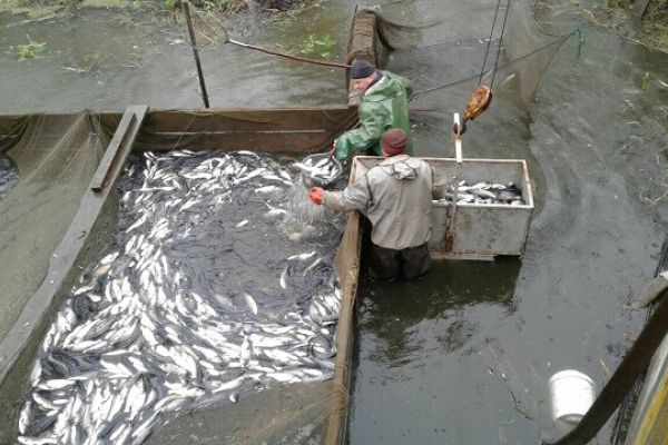 Зарыбление белым толстолобиком