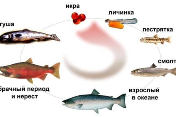 Жизненные циклы развития рыб