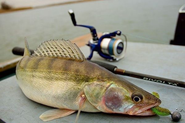 Рыбалка на судака накануне весеннего хода
