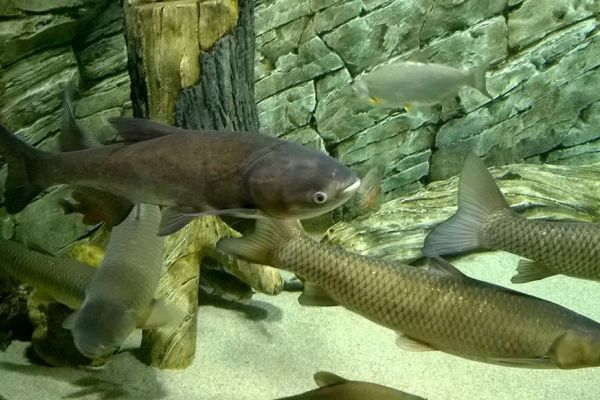 Полезные дальневосточные гости запорожских водоемов