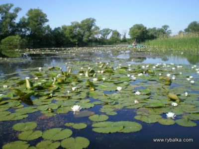 Горный Тикич
