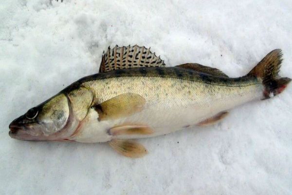Поиск судака по первому льду