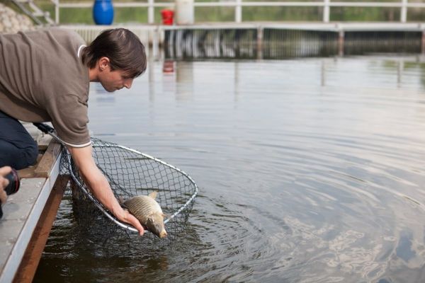 Практические рекомендации по зарыбление прудов для выращивания