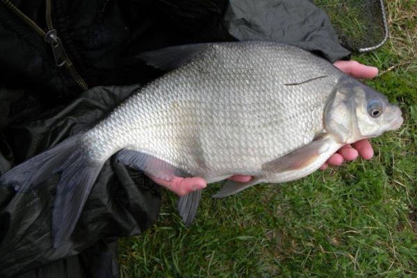 Рыбалка на леща в условиях конца летнего сезона