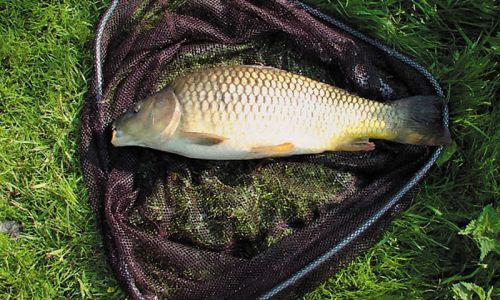 на озере Трофейном