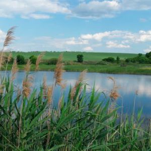 Африкановка