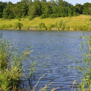 Вольные ставки