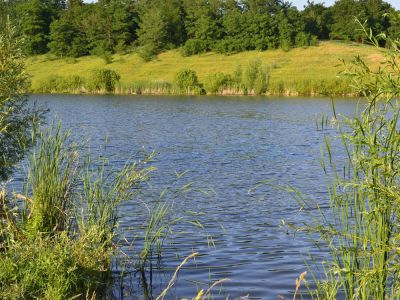 Вольные ставки