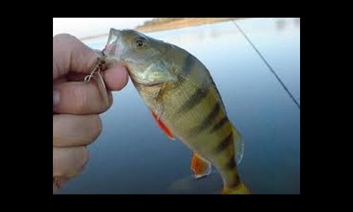 Рыбалка в с. Войновка