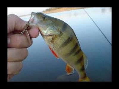 Рыбалка в с. Войновка